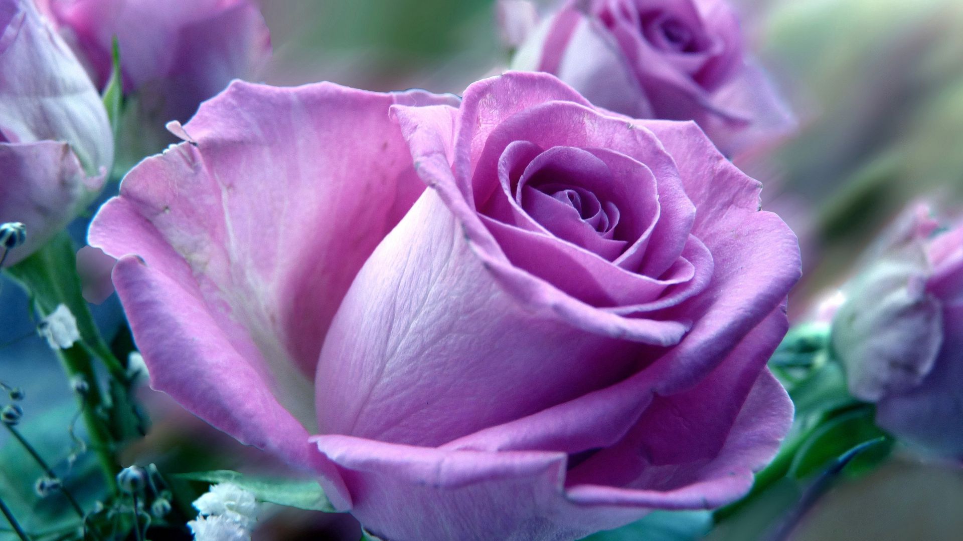 Download wallpaper 1920x1080 flower, rose, nature full hd, hdtv, fhd, 1080p  hd background