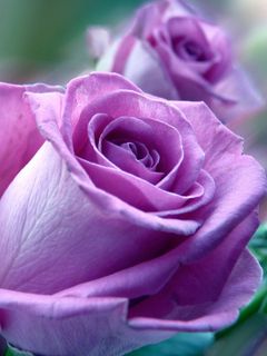 Flower Rose Nature - Free photo on Pixabay - Pixabay