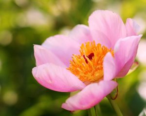 Preview wallpaper flower, rose, peony, summer, focus