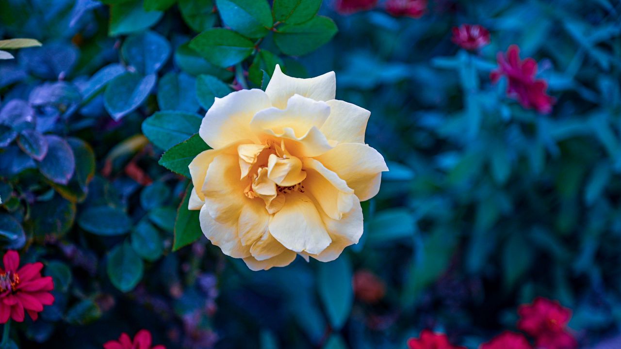 Wallpaper flower, rose, petals, yellow
