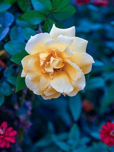 Preview wallpaper flower, rose, petals, yellow