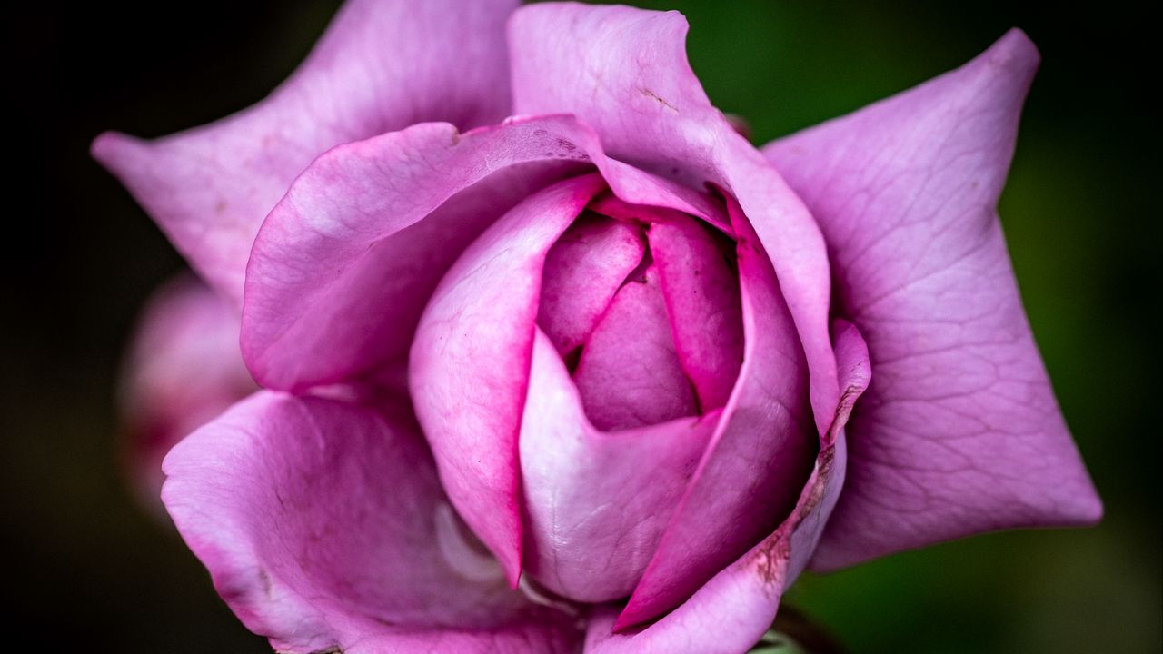 Wallpaper flower, rose, petals, pink, macro, blur