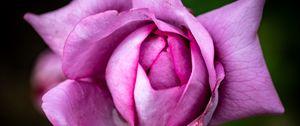 Preview wallpaper flower, rose, petals, pink, macro, blur