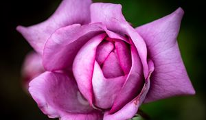 Preview wallpaper flower, rose, petals, pink, macro, blur