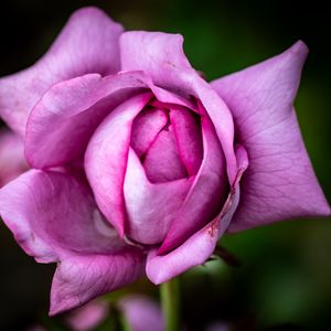 Preview wallpaper flower, rose, petals, pink, macro, blur