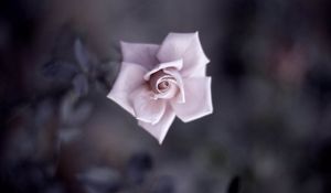 Preview wallpaper flower, rose, petals, plant, blurring
