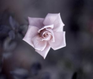 Preview wallpaper flower, rose, petals, plant, blurring