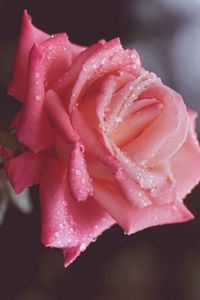 Preview wallpaper flower, rose, pink, petals, drops