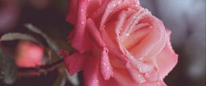 Preview wallpaper flower, rose, pink, petals, drops