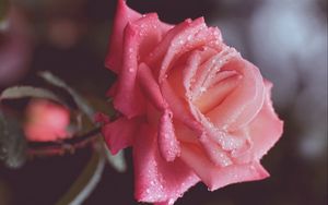 Preview wallpaper flower, rose, pink, petals, drops