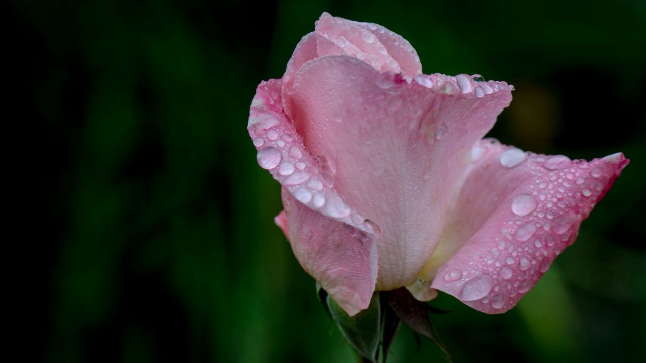 Wallpaper flower, rose, pink, drops