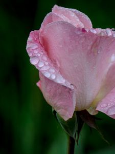 Preview wallpaper flower, rose, pink, drops