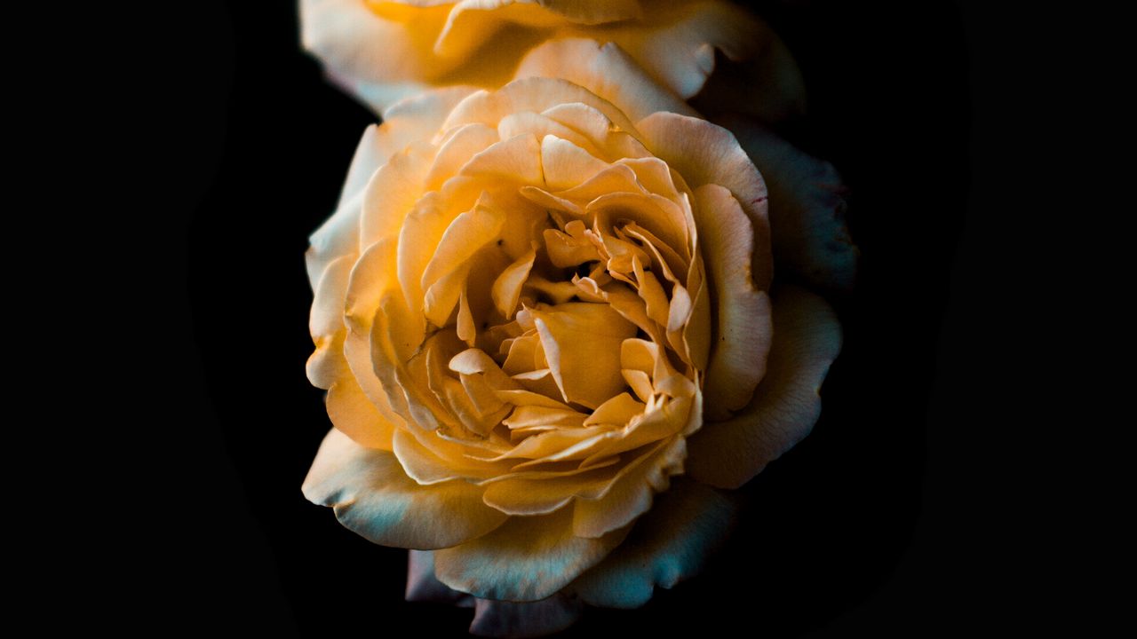 Wallpaper flower, rose, yellow, bud, dark background