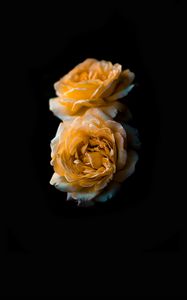 Preview wallpaper flower, rose, yellow, bud, dark background