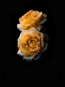 Preview wallpaper flower, rose, yellow, bud, dark background