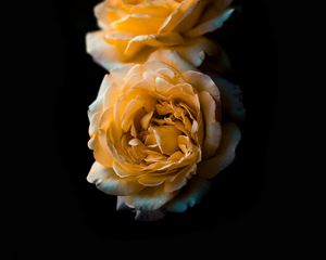 Preview wallpaper flower, rose, yellow, bud, dark background