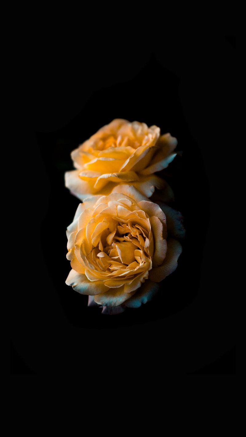 800x1420 Wallpaper flower, rose, yellow, bud, dark background