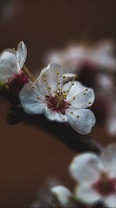 Preview wallpaper flower, sakura, cherry, bloom, macro