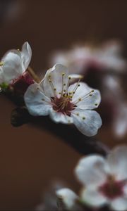 Preview wallpaper flower, sakura, cherry, bloom, macro