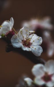 Preview wallpaper flower, sakura, cherry, bloom, macro