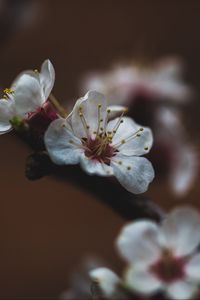 Preview wallpaper flower, sakura, cherry, bloom, macro