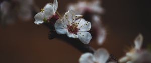 Preview wallpaper flower, sakura, cherry, bloom, macro