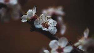 Preview wallpaper flower, sakura, cherry, bloom, macro