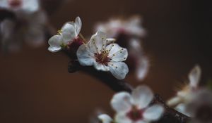 Preview wallpaper flower, sakura, cherry, bloom, macro