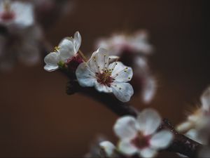 Preview wallpaper flower, sakura, cherry, bloom, macro