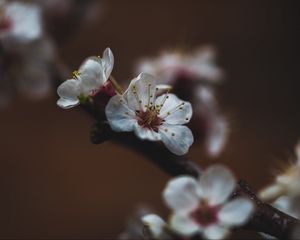 Preview wallpaper flower, sakura, cherry, bloom, macro