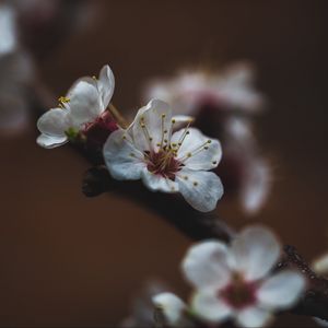 Preview wallpaper flower, sakura, cherry, bloom, macro
