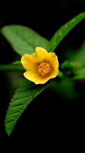 Preview wallpaper flower, shade, leaves