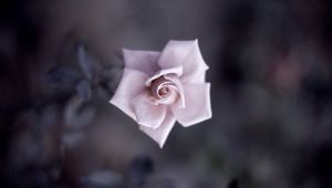Preview wallpaper flower, shadow, light, gentle
