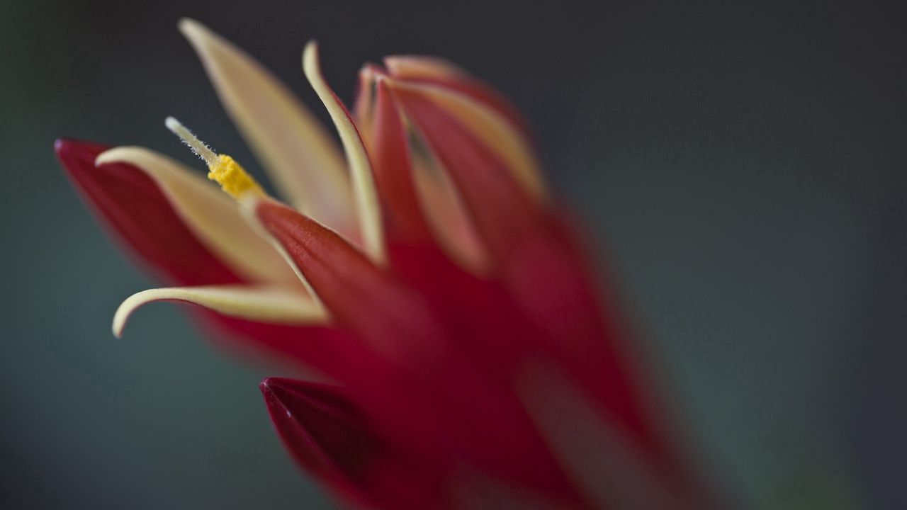 Wallpaper flower, shadow, petal