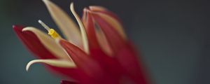 Preview wallpaper flower, shadow, petal