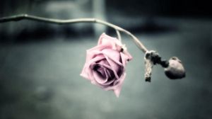 Preview wallpaper flower, shadow, rose, branch