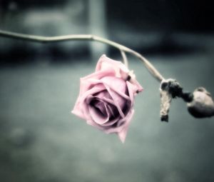 Preview wallpaper flower, shadow, rose, branch