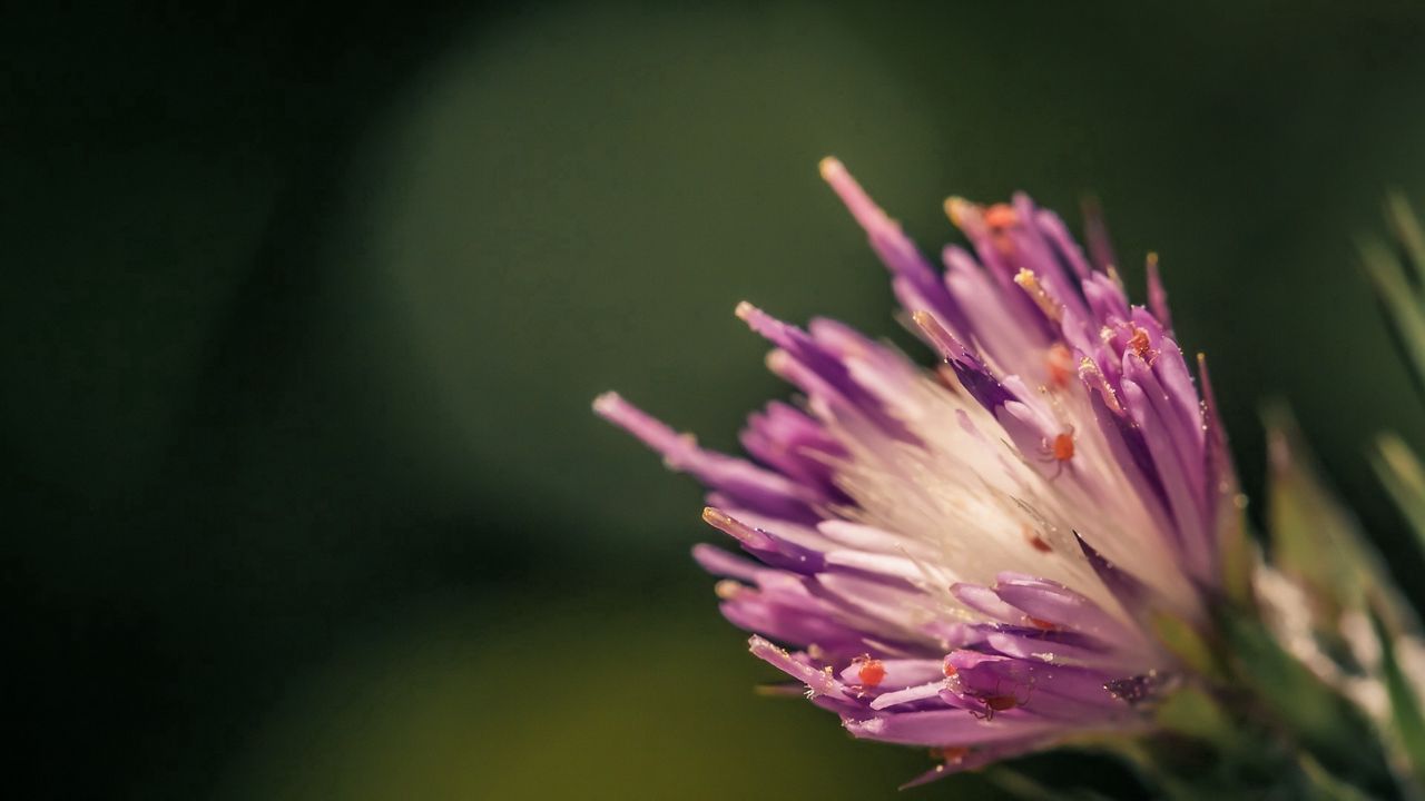 Wallpaper flower, shape, interior, fluffy