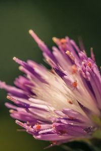 Preview wallpaper flower, shape, interior, fluffy