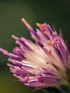 Preview wallpaper flower, shape, interior, fluffy