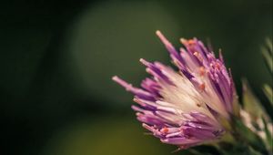 Preview wallpaper flower, shape, interior, fluffy