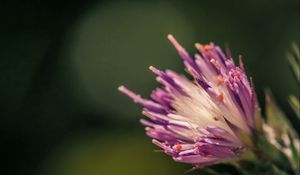 Preview wallpaper flower, shape, interior, fluffy