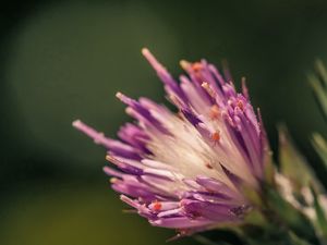 Preview wallpaper flower, shape, interior, fluffy