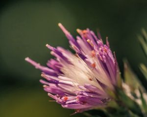 Preview wallpaper flower, shape, interior, fluffy