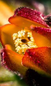 Preview wallpaper flower, shape, macro, close-up