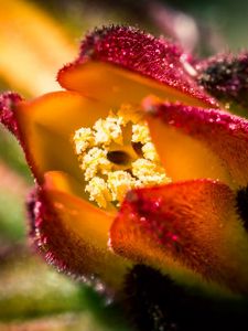 Preview wallpaper flower, shape, macro, close-up