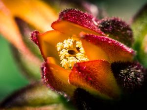 Preview wallpaper flower, shape, macro, close-up