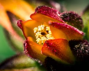 Preview wallpaper flower, shape, macro, close-up