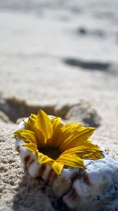 Preview wallpaper flower, shell, sand, beach