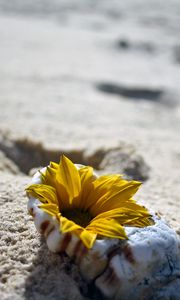 Preview wallpaper flower, shell, sand, beach